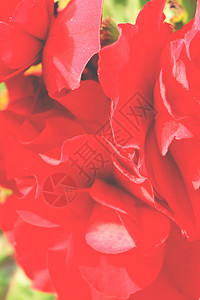红色的花蕾花瓣 微距特写 一夜暴富抽象背景背景图片