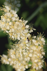 许多白花瓣上的小虫子 夏季户外背景漏洞琴弦美丽白色背景图片