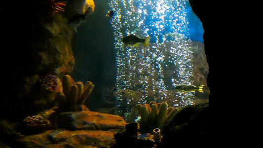 随着水族馆泡沫的上升 热带美丽的鱼类在洞中游动游泳高清图片素材