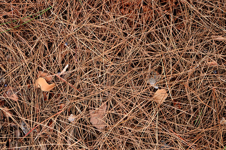 底竹荪干干松针纹理 森林底底背景 棕色干壁针的背景异国情调热带尘土松树干旱植物学植物背景