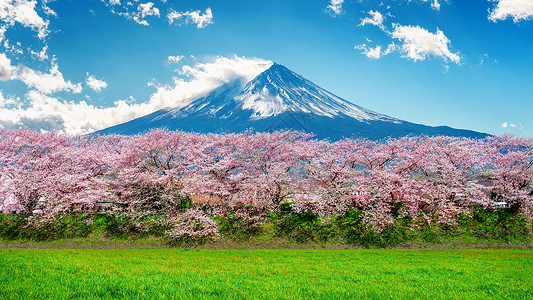 藤山和樱花 在春天 日本火山节日树木观光顶峰花园风景公园场景天空背景图片