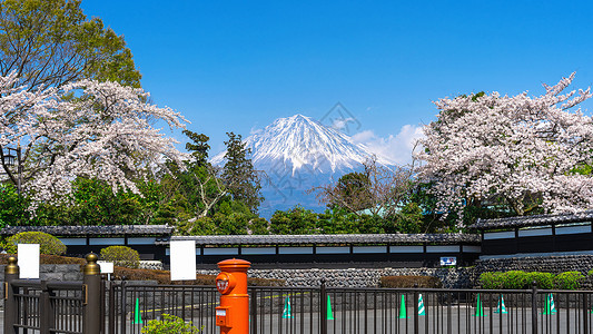 春天的藤山和樱花 在日本的藤野宫场景公园节日树木观光火山顶峰旅行风景公吨背景图片
