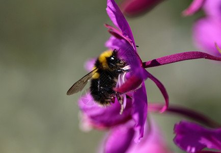 波罗海蜜蜂又名吉普赛人的怪人大黄蜂花粉蜂蜜衬套植物花园蜜蜂柱头荒野宏观翅膀背景