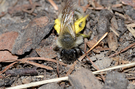 安德伦的灰蜜蜂躺在地上动物花粉昆虫背景图片
