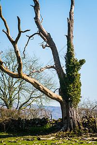 在英国田里没有树叶的老孤独干枯树天空农村精灵精神植物蓝色场地树妖季节知识背景