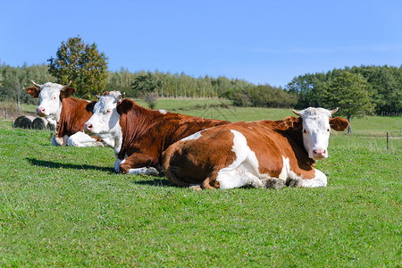 山上牧草上的牛群晴天谎言农田农村牛肉草原休息草地家畜哺乳动物背景图片