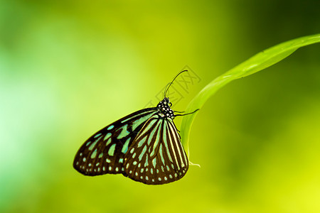 蝴蝶 黑暗蓝虎在草地上休息 马来西亚吉隆坡 自然背景背景图片