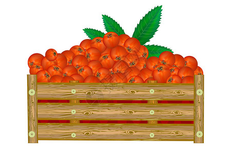 一箱水果在白色背景隔绝的箱子的罗文 一箱多汁的浆果插画