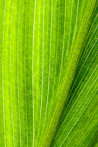 绿叶纹理反对光 抽象的自然背景 柔焦叶子静脉背景图片