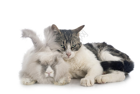 英语安古拉兔子和猫灰色流浪猫白色野猫小猫动物宠物朋友工作室长发背景图片