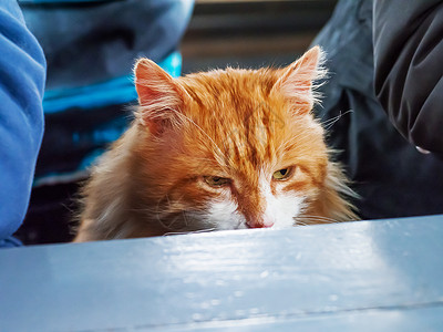 饿得要命的姜猫跟人一起坐在桌子上背景图片