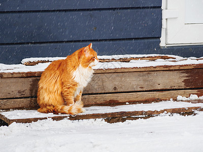 猫雪长毛姜猫坐在户外木门廊上 冬季背景和流浪动物一起下雪背景