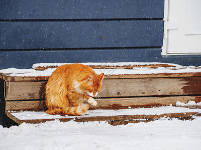 猫雪在户外木门廊上舔小青蛙猫 冬季背景和流浪动物一起下雪背景