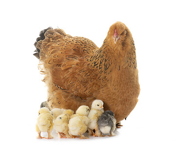 BARHMA 鸡和小鸡乡村农场公鸡动物母鸡农业离合器工作室母亲家禽背景图片