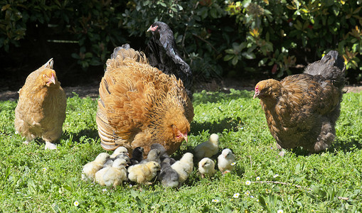 BARHMA 鸡和小鸡动物乡村农场母亲离合器花园女性公鸡农业家禽背景图片