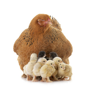 BARHMA 鸡和小鸡母鸡农业母亲离合器公鸡家禽女性工作室农场动物背景图片
