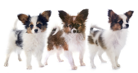 小狗巴比龙狗三色动物工作室团体宠物背景图片