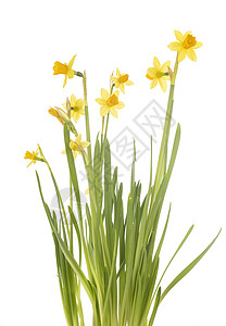 演播室的黄色植物水仙花工作室心草背景图片