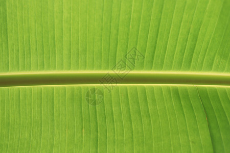 香蕉棕榈叶纹理 大叶纹理植物水果生长异国叶子棕榈情调农业背景图片