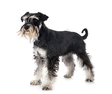 演播室中的微型Schnauser白色工作室猎犬动物宠物小狗黑色背景图片