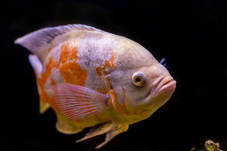 鱼类学金鱼浮游生物高清图片