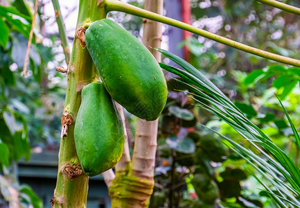 特写在植物上生长的木瓜 热带果树和美洲产水果植物高清图片