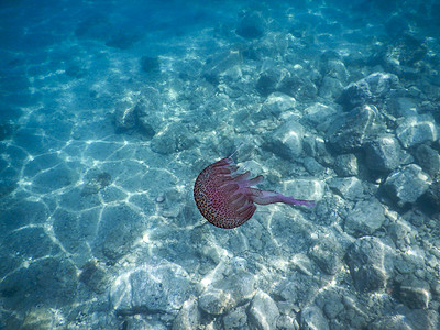 粉色透明水母意大利利古里海的粉红水母游泳气候主题蓝色海上生活生物粉色假期热带潜水背景