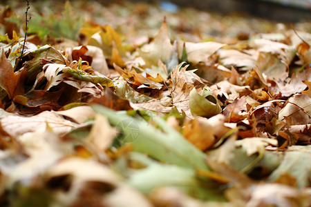 秋叶橡叶橙子纺织品壁纸色彩叶脉落叶叶型叶子季节图案背景图片