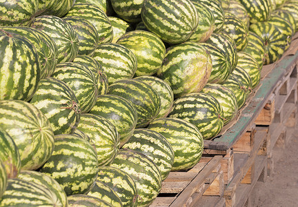 西瓜上市大批熟熟的绿西瓜正在上市背景