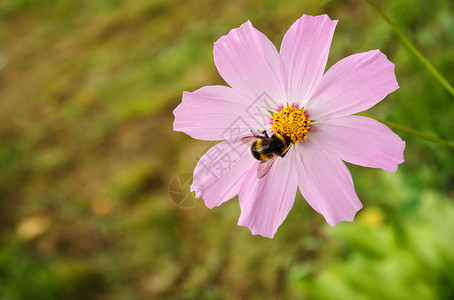 坐在菊花上的小黄蜂背景图片