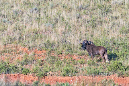 黑野马 在Uithoek的高清图片