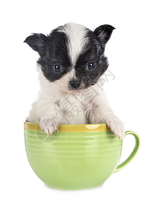 工作室中的吉华花双色黑色茶杯杯子宠物白色茶碗动物背景图片