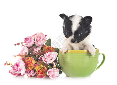 工作室中的吉华花白色黑色杯子茶杯茶碗双色宠物动物背景图片