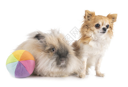 英语安古拉兔子和吉华花动物朋友们小狗宠物玩具长发工作室棕色背景图片