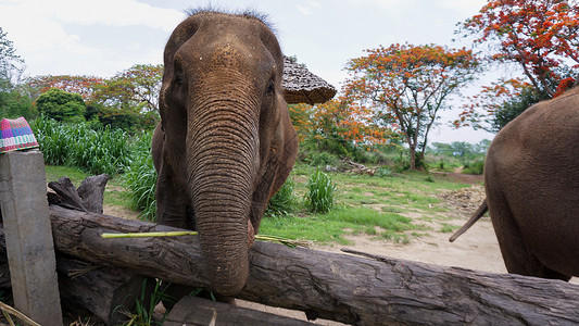 俄木塘在泰国清迈省 Mae Tang 的大象护理保护区 大象以甘蔗和竹子为食时 大象的树干特写濒危动物动物园公园旅行荒野耳朵眼睛野生动背景