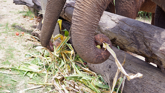 俄木塘在泰国清迈省 Mae Tang 的大象护理保护区 大象以甘蔗和竹子为食时 大象的树干特写眼泪哺乳动物野生动物公园成人孤儿院动物耳背景