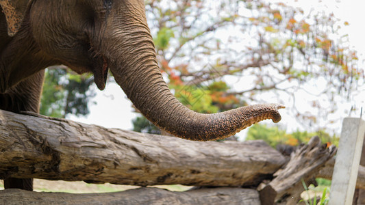 俄木塘在泰国清迈省 Mae Tang 的大象护理保护区 大象以甘蔗和竹子为食时 大象的树干特写丛林公园环境旅游旅行团体救援荒野眼泪婴儿背景