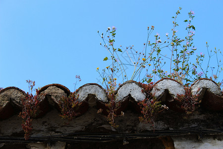 植物生长在废弃的旧屋顶上图片素材