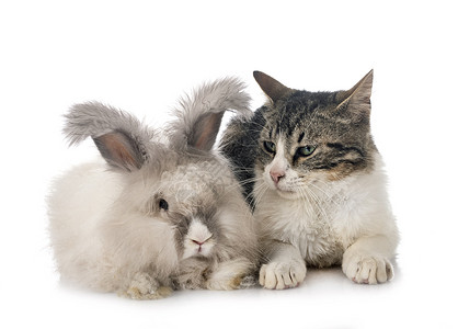 英语安古拉兔子和猫小猫长发宠物灰色工作室白色朋友动物流浪猫野猫背景图片