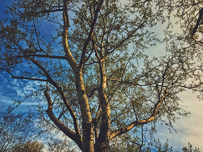 春天的日落 美丽的树木和天空蓝色木头绿色自然森林树叶公园背景植物叶子分支机构高清图片素材