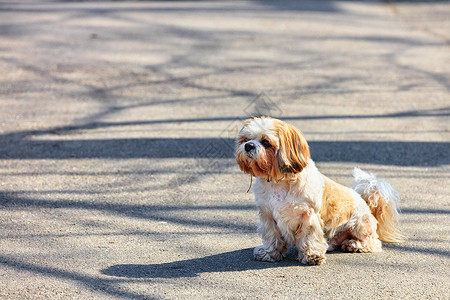在阳光明媚的春天 一只大便狗坐在沥青人行道上背景图片