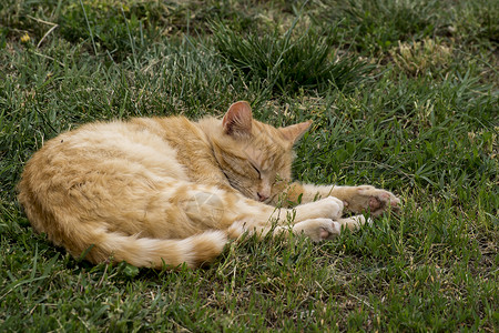 懒惰的黄猫背景图片