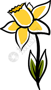 素雅白色水仙花水仙花在白色背景上设计图片