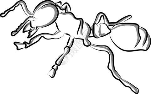 热锅上蚂蚁白色背景上的蚂蚁荒野标识插图工人绘画黑色卡通片昆虫团体天线设计图片
