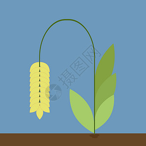 荞麦白色背景上的农业食物烹饪谷物植物粮食种子农场玉米收成插画