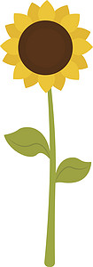 白色背景上的艺术墙纸插图绿色黄色植物群向日葵织物花束太阳背景图片