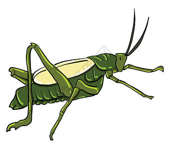 插图 白色背景的矢量卡通片生物蟋蟀绿色刺槐动物野生动物天线乐趣昆虫背景图片