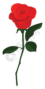 白色背景上的红玫瑰叶子庆典花瓣绘画婚礼红色植物插图背景图片