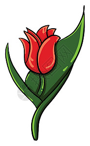 白色背景上的红色郁金香花背景图片