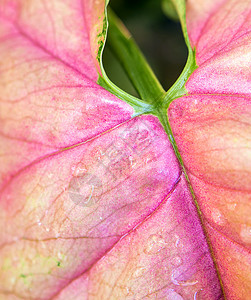 烟囱叶上的粉色 薄膜叶上涂有粉色绿色热带植物生态环境雨滴合子植物群鬼臼花园背景图片
